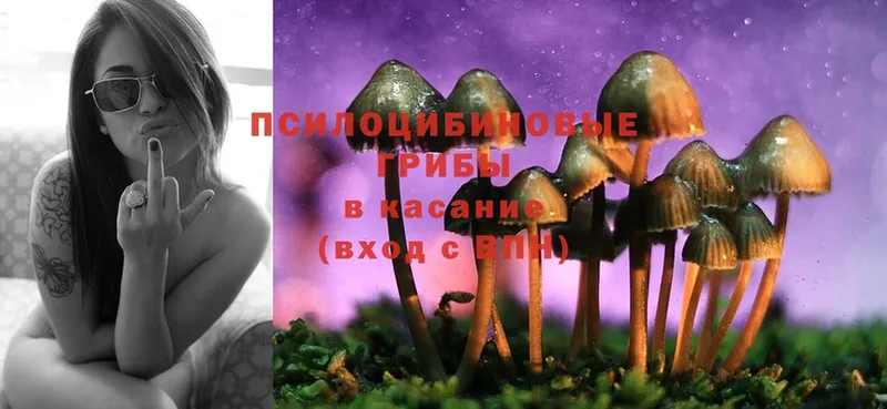 купить закладку  Новошахтинск  Галлюциногенные грибы Psilocybine cubensis 